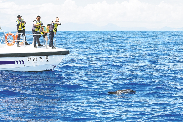 热带点斑原海豚“万万”在万宁石梅湾回归大海